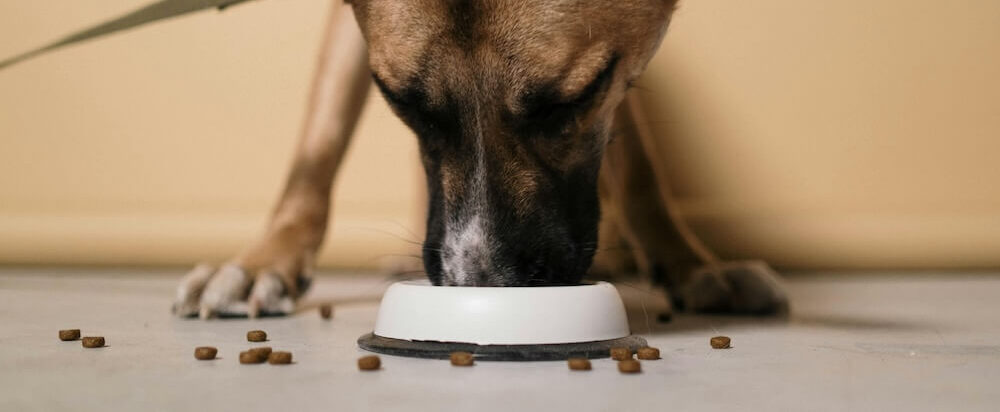 slow feeder dog bowl image