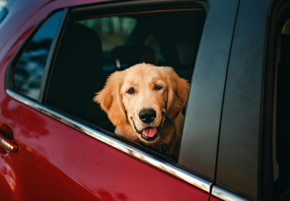 Transporting pets image